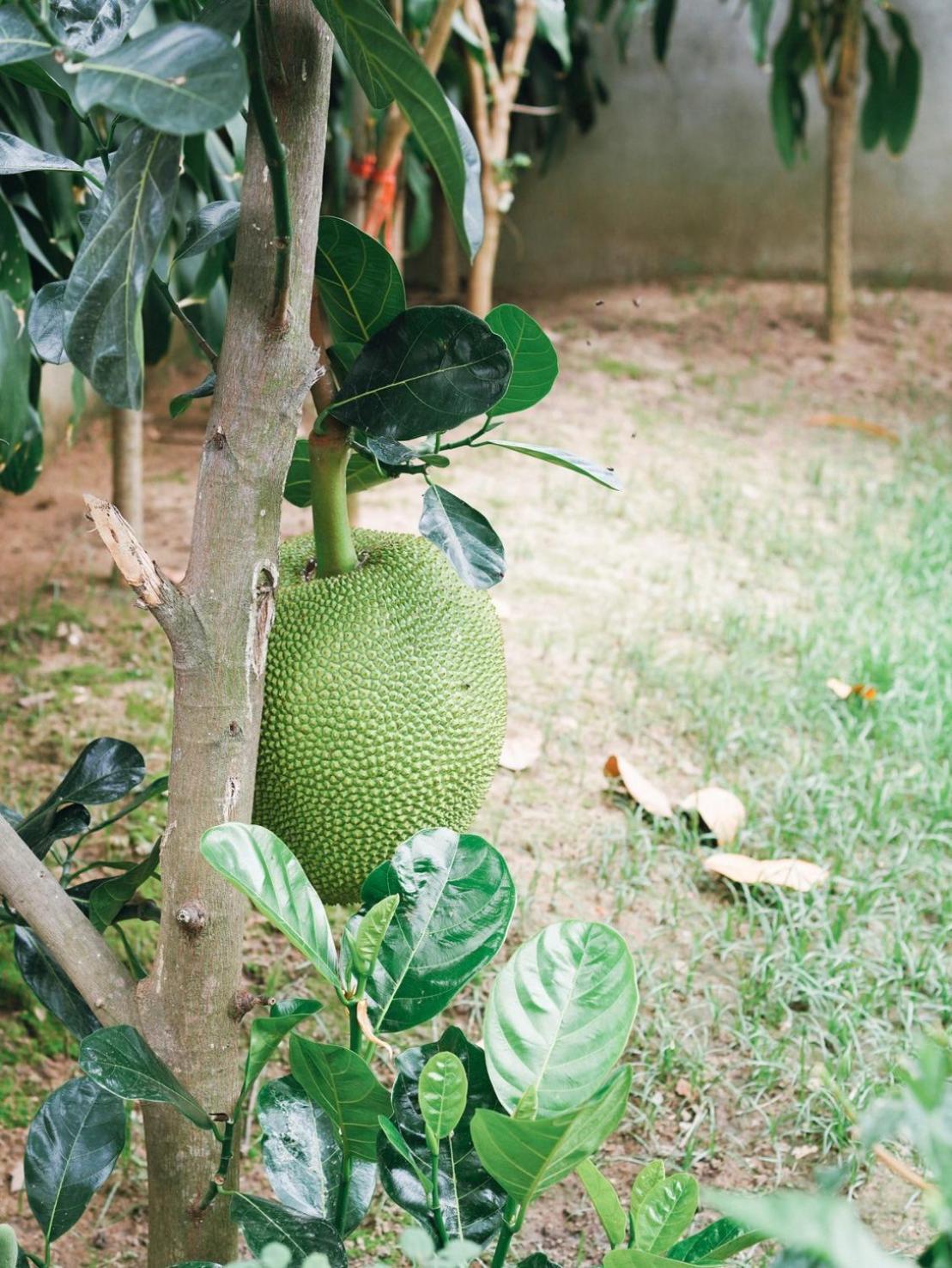 Ai * Chiang Mai